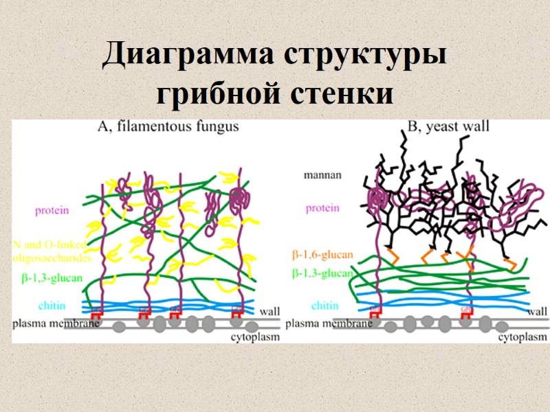 Диаграмма структуры грибной стенки